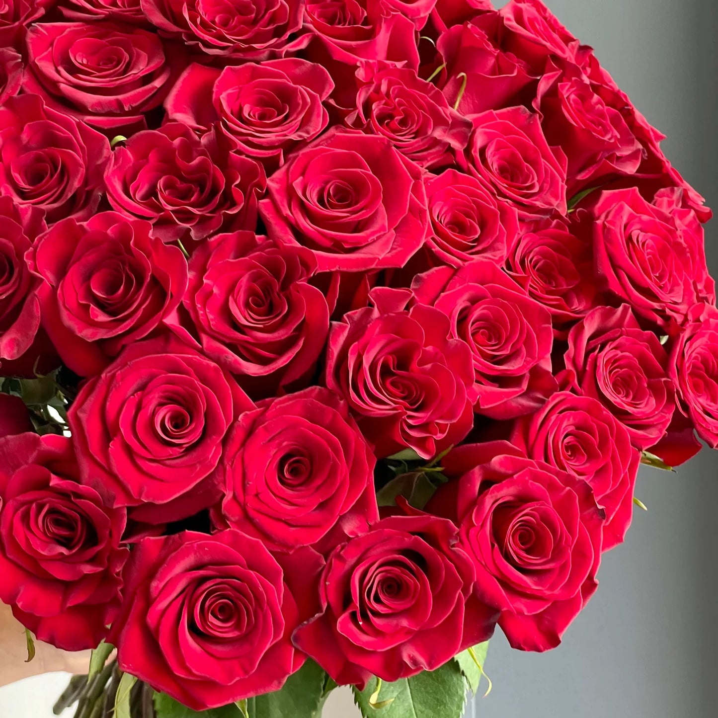 Roses - Red Paris (50 Stems)